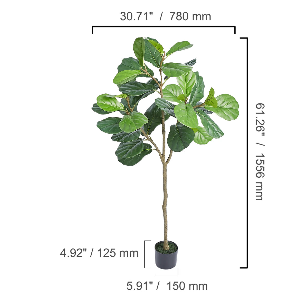 Spec drawing of the fiddle leaf tree, 156 cm / 61.3 in tall and 78 cm / 30.7 in wide
