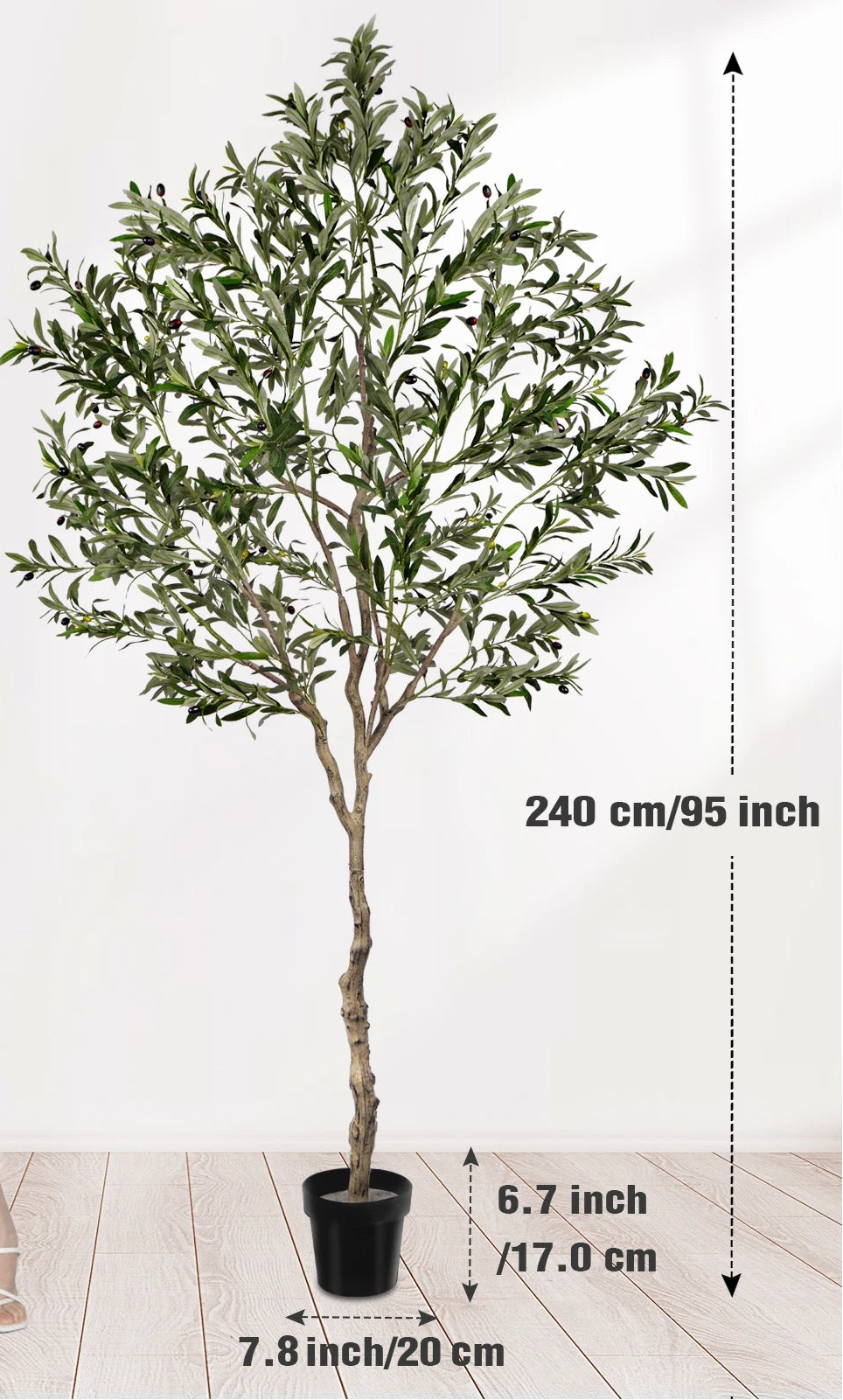 Plain background view marking the tree at 240 cm / 95 in with a 20 cm / 7.8 in pot