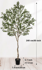 Plain background view marking the tree at 240 cm / 95 in with a 20 cm / 7.8 in pot