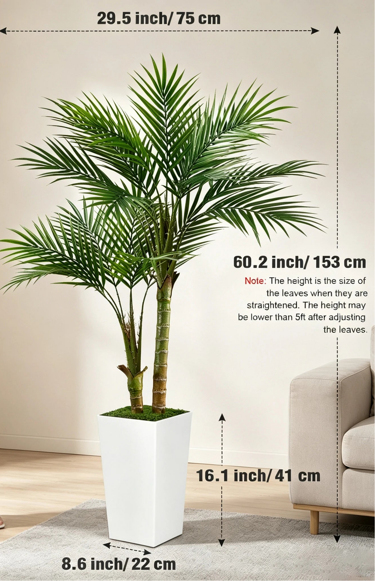 Size callouts giving the palm as 153 cm / 60.2 in tall and 75 cm / 29.5 in wide
