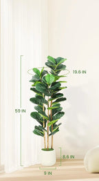 Size diagram of the shortest fig tree, 150 cm / 59 in tall and 50 cm / 19.6 in wide