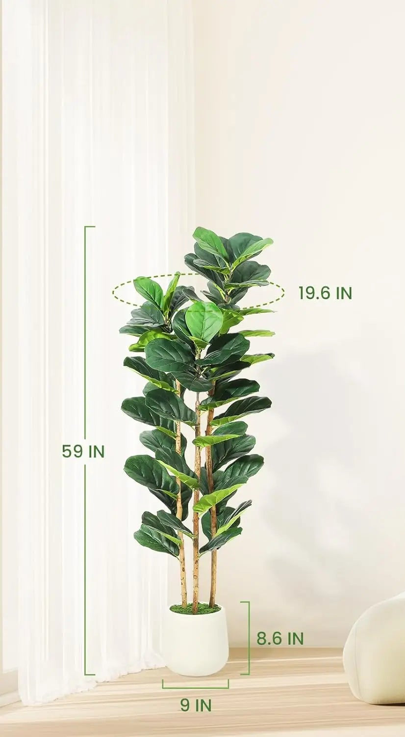 Size diagram of the shortest fig tree, 150 cm / 59 in tall and 50 cm / 19.6 in wide