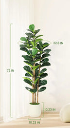 Size diagram of the middle fig tree, 183 cm / 72 in tall and 58 cm / 22.8 in wide