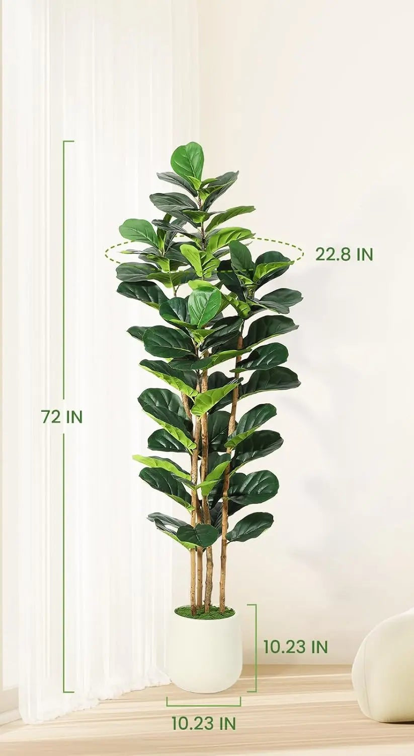 Size diagram of the middle fig tree, 183 cm / 72 in tall and 58 cm / 22.8 in wide