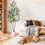 Artificial olive tree beside a cream sofa with pillows and a shelf unit