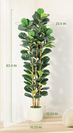 Size diagram of the tallest fig tree, 212 cm / 83.6 in tall and 60 cm / 23.6 in wide