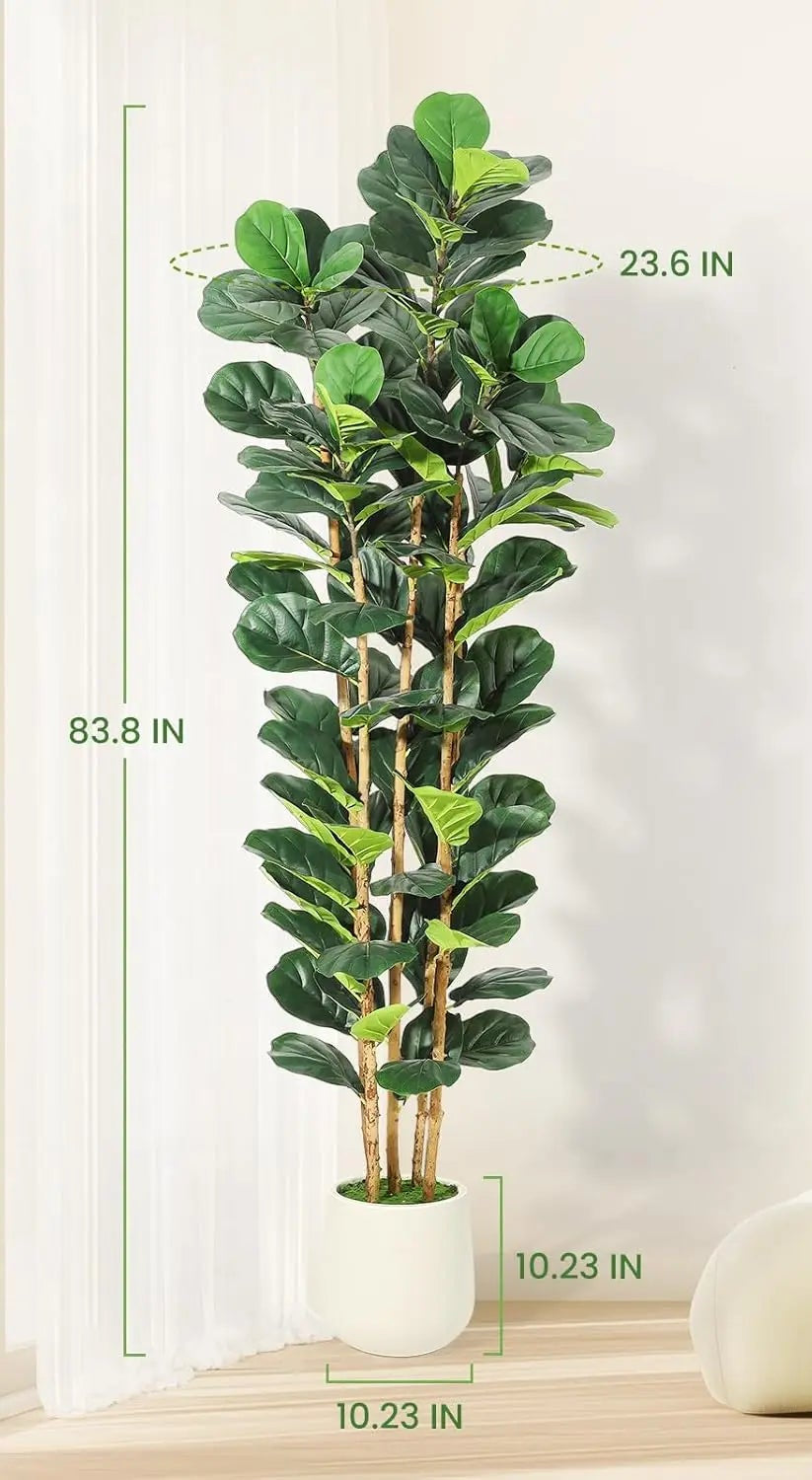 Size diagram of the tallest fig tree, 212 cm / 83.6 in tall and 60 cm / 23.6 in wide