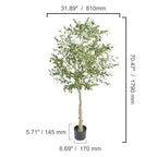 Spec drawing of the olive tree, 179 cm / 70.5 in tall and 81 cm / 31.9 in wide