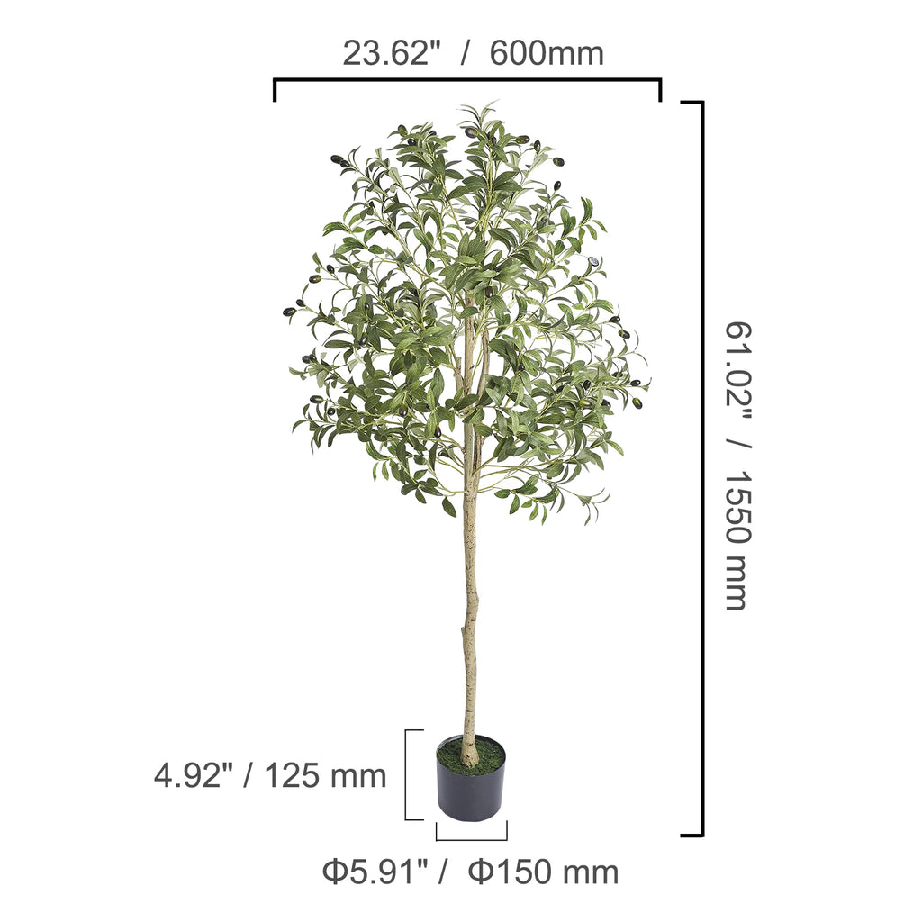 Spec drawing of the olive tree, 155 cm / 61 in tall and 60 cm / 23.6 in wide