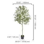 Spec drawing of the olive tree, 155 cm / 61 in tall and 60 cm / 23.6 in wide