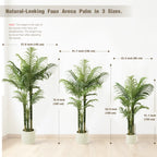 Chart comparing three palm heights, from 130 cm / 51.1 in to 185 cm / 72.8 in