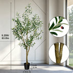 Callout view with leaf and trunk close ups beside a 160 cm / 63 in height mark