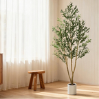 Olive tree in a white planter by sheer curtains beside a small wooden stool