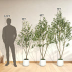 Silhouette chart comparing three tree heights against a standing person