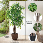 Callout view of the ficus at 180 cm / 70.8 in with leaf, trunk and pot close ups