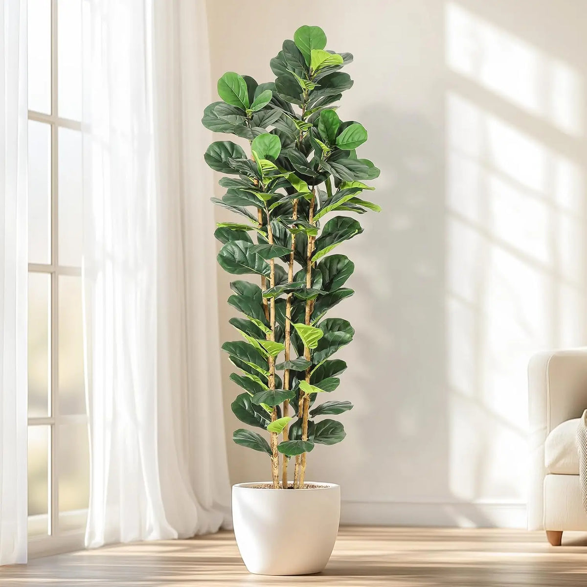 Fig tree in a white pot at white curtains with sunlight across the floor