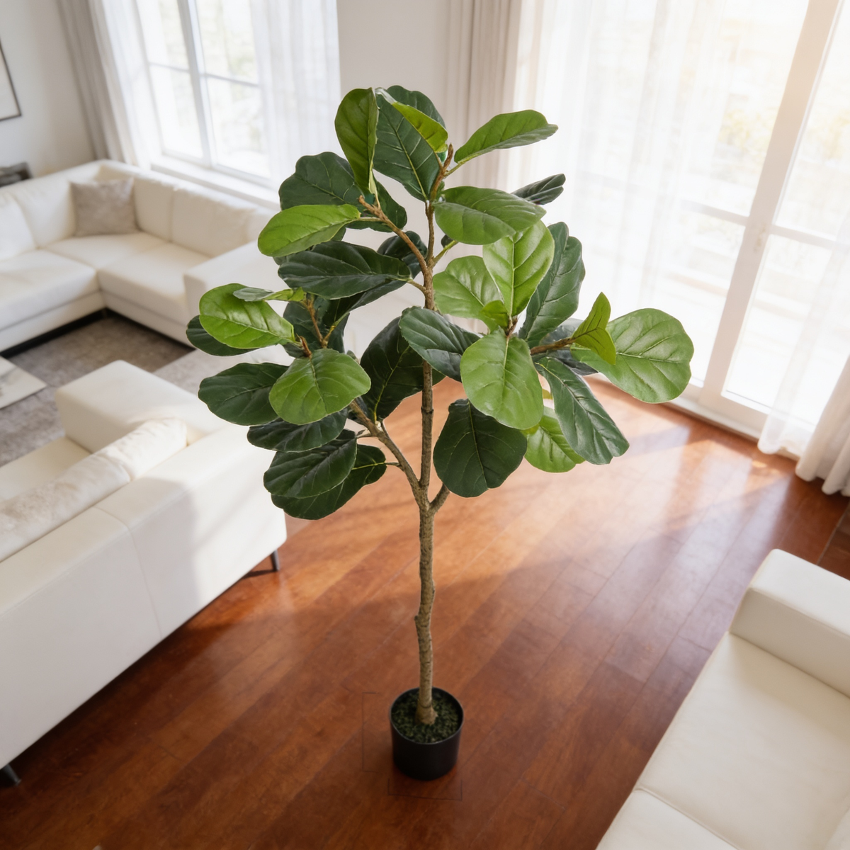 Broad leaf potted tree in a bright room with a white sofa and wood floor