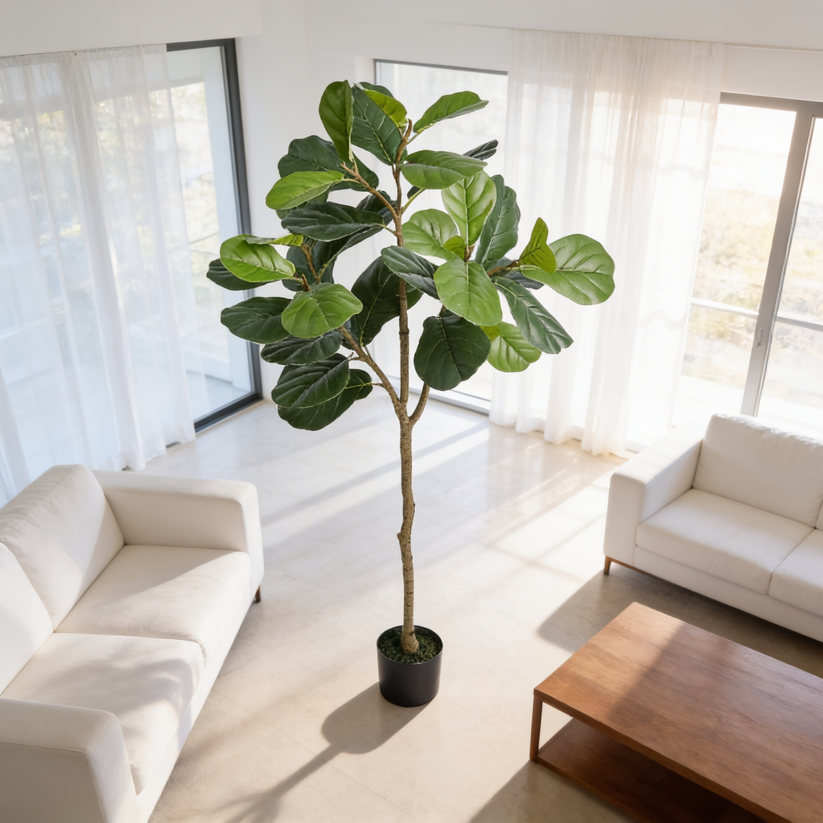 Fiddle leaf tree in a black nursery pot by sheer curtains and a white sofa