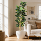 Fiddle leaf fig tree beside a cream sofa and a round wood side table