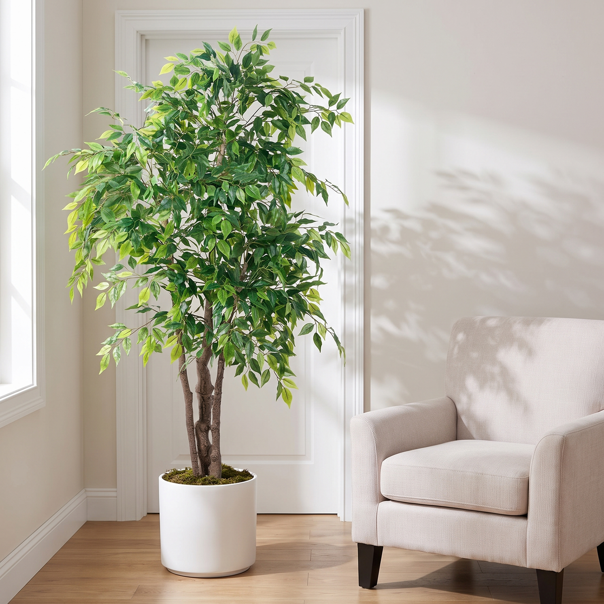 A 5.5 ft faux ficus with small oval leaves in a white cylindrical planter beside a cream armchair in a sunlit corner.